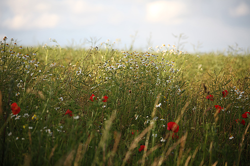 Midsommaräng